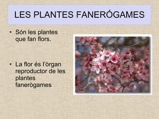 LES PLANTES FANERÓGAMES Són les plantes que fan flors.  La flor és l’òrgan reproductor de les plantes fanerògames 