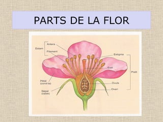 PARTS DE LA FLOR 