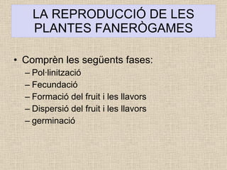 LA REPRODUCCIÓ DE LES PLANTES FANERÒGAMES Comprèn les següents fases: Pol·linització Fecundació Formació del fruit i les llavors Dispersió del fruit i les llavors germinació 