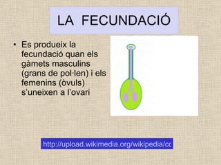 LA  FECUNDACIÓ Es produeix la fecundació quan els gàmets masculins (grans de pol·len) i els femenins (òvuls) s’uneixen a l’ovari http://upload.wikimedia.org/wikipedia/commons/4/48/Fecundaci%C3%B3.gif  