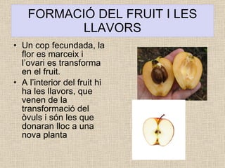 FORMACIÓ DEL FRUIT I LES LLAVORS Un cop fecundada, la flor es marceix i l’ovari es transforma en el fruit.  A l’interior del fruit hi ha les llavors, que venen de la transformació del òvuls i són les que donaran lloc a una nova planta 