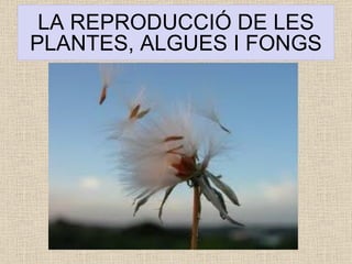 LA REPRODUCCIÓ DE LES PLANTES, ALGUES I FONGS 