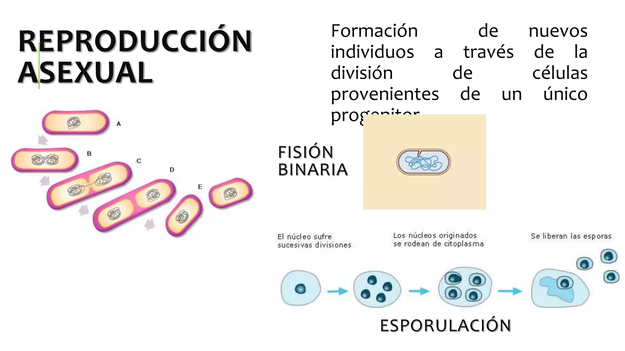 Reproducción en los Seres Vivos. Reinos Mónera, Protista y Fungi | PPTX