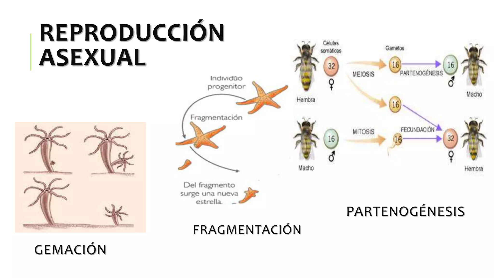 Reproducción en los Seres Vivos. Reinos Mónera, Protista y Fungi | PPTX
