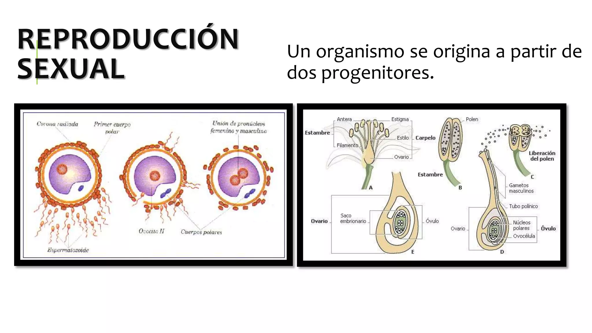 Reproducción en los Seres Vivos. Reinos Mónera, Protista y Fungi | PPTX