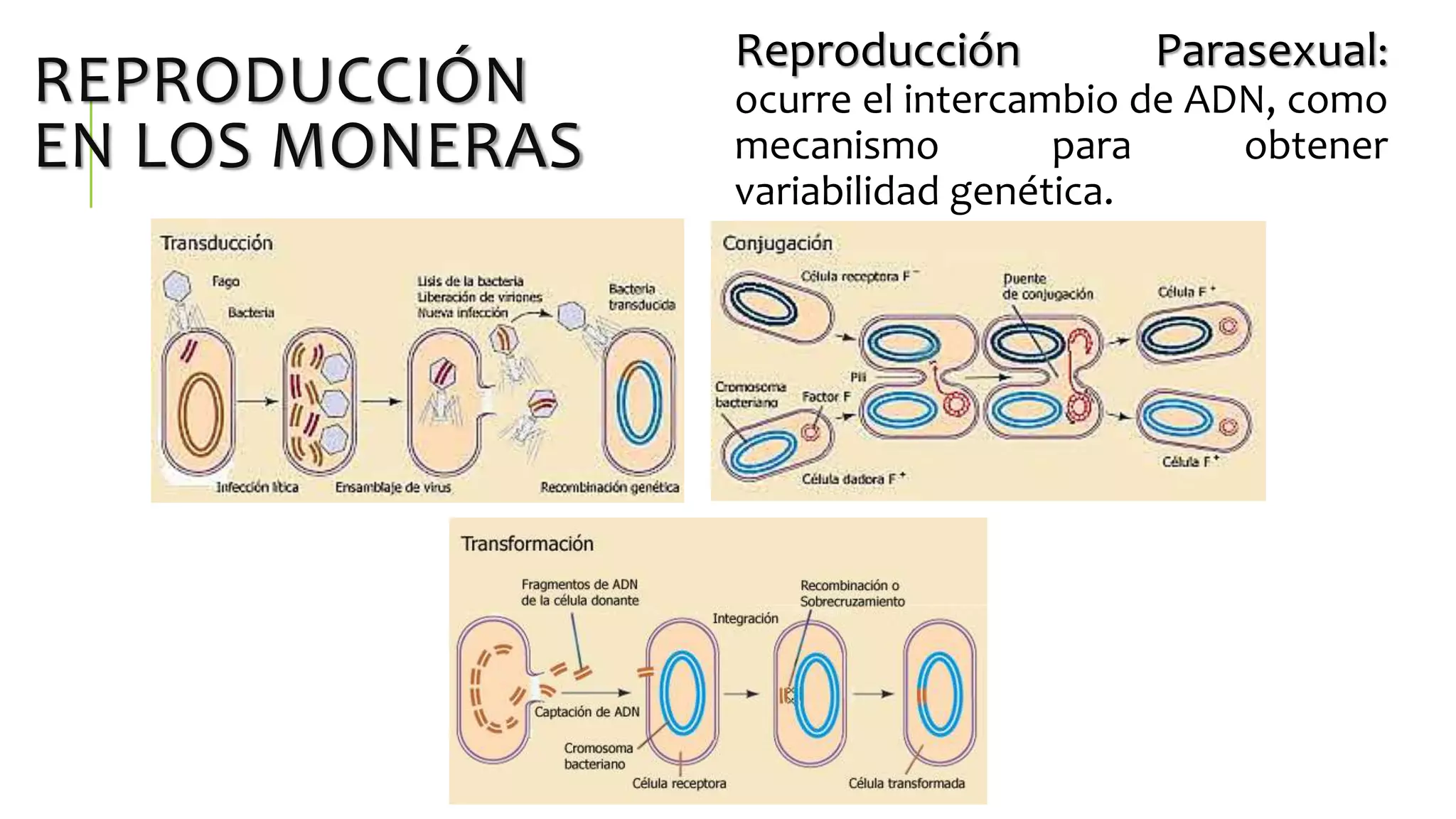 Reproducción en los Seres Vivos. Reinos Mónera, Protista y Fungi | PPTX