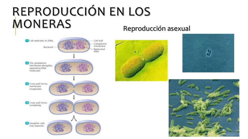 Reproducción en los Seres Vivos. Reinos Mónera, Protista y Fungi