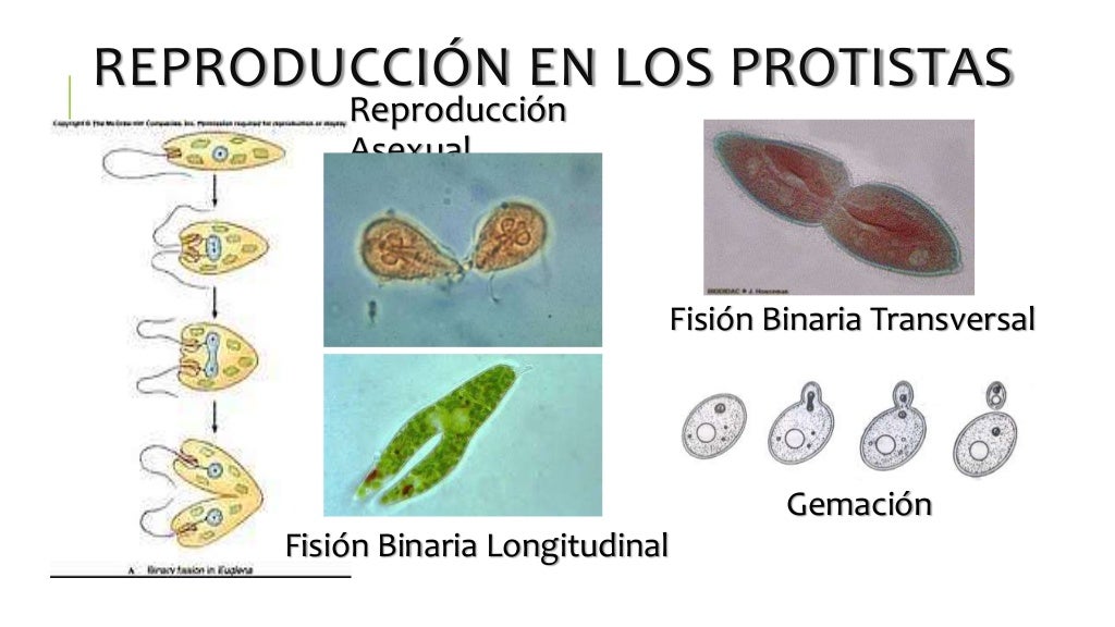 Reproducción en los Seres Vivos. Reinos Mónera, Protista y