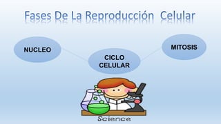 NUCLEO
CICLO
CELULAR
MITOSIS
 