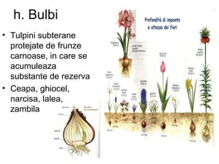 h. Bulbi
• Tulpini subterane
protejate de frunze
carnoase, in care se
acumuleaza
substante de rezerva
• Ceapa, ghiocel,
narcisa, lalea,
zambila
 