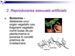 2. Reproducerea asexuata artificiala
a. Butasirea –
detasarea unui
organ vegetativ sau
fragment vegetativ
numit butas de pe
planta-mama si
punerea in conditii
prielnice de
inradacinare
 