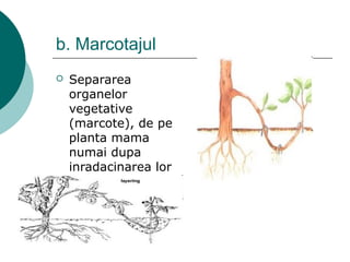 b. Marcotajul
 Separarea
organelor
vegetative
(marcote), de pe
planta mama
numai dupa
inradacinarea lor
 Vita de vie
 