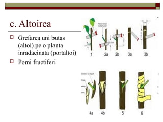 c. Altoirea
 Grefarea uni butas
(altoi) pe o planta
inradacinata (portaltoi)
 Pomi fructiferi
 