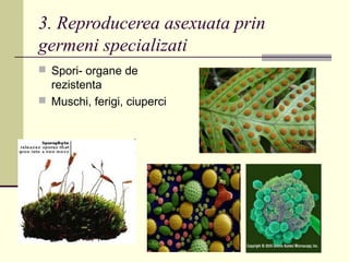 3. Reproducerea asexuata prin
germeni specializati
 Spori- organe de
rezistenta
 Muschi, ferigi, ciuperci
 