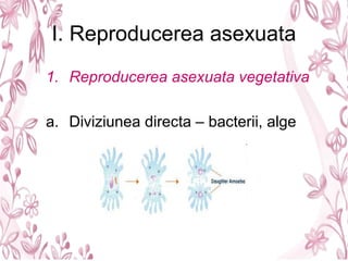 I. Reproducerea asexuata
1. Reproducerea asexuata vegetativa
a. Diviziunea directa – bacterii, alge
 