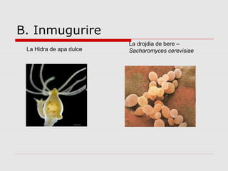 B. Inmugurire
La drojdia de bere –
Sacharomyces cerevisiaeLa Hidra de apa dulce
 