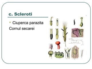 c. Scleroti
 Ciuperca parazita
Cornul secarei
 
