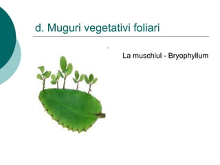 d. Muguri vegetativi foliari
La muschiul - Bryophyllum
 