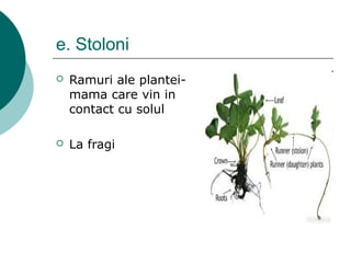 e. Stoloni
 Ramuri ale plantei-
mama care vin in
contact cu solul
 La fragi
 