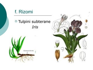 f. Rizomi
 Tulpini subterane
Iris
 