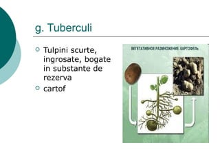 g. Tuberculi
 Tulpini scurte,
ingrosate, bogate
in substante de
rezerva
 cartof
 
