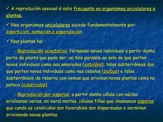  A reprodución asexual é máis frecuente en organismos unicelulares e
plantas.
 Nos organismos unicelulares sucede fundamentalmente por:
bipartición, xemación e esporulaciónbipartición, xemación e esporulación.
 Nas plantas hai :
- Reprodución vexetativa:Reprodución vexetativa: fórmanse novos individuos a partir dunha
parte da planta que pode ser: un talo paralelo ao solo do que parten
novos individuos como nos amorodos (estolónsestolóns), talos subterráneos dos
que parten novos individuos como nas cebolas (bulbosbulbos) e talos
subterráneos de reserva con xemas que orixinan novas plantas coma na
pataca (tubérculostubérculos).
- Reprodución por esporas:Reprodución por esporas: a partir dunha célula con núcleo
orixínanse varias, en xeral moitas, células fillas que chamamos esporasesporas
que cando as condicións son favorables son dispersadas e xerminan
orixinando novas plantas.
 