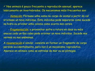 Nos animais é pouco frecuente a reprodución asexual, aparece
básicamente en invertebrados. Os mecanismos máis frecuentes son:
- Xemación:Xemación: Fórmase unha xema no corpo do animal a partir da cal
orixínase un novo individuo. Este individuo pode separarse como sucede
na hidra ou orixinar unha colonia como ocorre nos corais.
- Fragmentación:Fragmentación: o proxenitor sofre a rotura en dous ou máis
anacos cada un dos cales pode orixinar un novo individuo. Sucede nos
vermes ou nas anémonas.
A rexeneraciónrexeneración é similar, consiste en formar un fragmento do corpo
perdido accidentalmente, pero non é un mecanismo reprodutivo.
Aparece en animais como as estrelas de mar ou as píntegas.
 