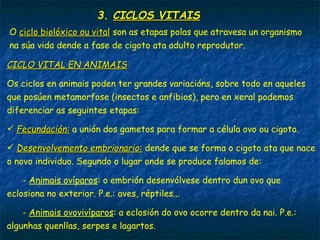 3.3. CICLOS VITAISCICLOS VITAIS
O ciclo biolóxico ou vitalciclo biolóxico ou vital son as etapas polas que atravesa un organismo
na súa vida dende a fase de cigoto ata adulto reprodutor.
CICLO VITAL EN ANIMAISCICLO VITAL EN ANIMAIS
Os ciclos en animais poden ter grandes variacións, sobre todo en aqueles
que posúen metamorfose (insectos e anfibios), pero en xeral podemos
diferenciar as seguintes etapas:
 Fecundación:Fecundación: a unión dos gametos para formar a célula ovo ou cigoto.
 Desenvolvemento embrionario:Desenvolvemento embrionario: dende que se forma o cigoto ata que nace
o novo individuo. Segundo o lugar onde se produce falamos de:
- Animais ovíparos: o embrión desenvólvese dentro dun ovo que
eclosiona no exterior. P.e.: aves, réptiles...
- Animais ovovivíparos: a eclosión do ovo ocorre dentro da nai. P.e.:
algunhas quenllas, serpes e lagartos.
 