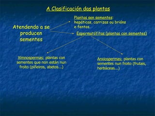 A Clasificación das plantas
Atendendo a se
producen
sementes
Plantas sen sementes:
hepáticas, carrizas ou brións
e fentos.
Espermatófitas (plantas con sementes)
Ximnospermas: plantas con
sementes que non están nun
froito (piñeiros, abetos...)
Anxiospermas: plantas con
sementes nun froito (frutais,
herbáceas...)
 