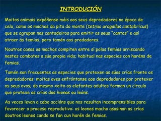 INTRODUCIÓNINTRODUCIÓN
Moitos animais expóñense máis aos seus depredadores na época de
celo, como os machos da pita do monte (tetrao urogallus cantabricus)
que se agrupan nos cantadeiros para emitir os seus “cantos” e así
atraer ás femias, pero tamén aos predadores.
Noutros casos os machos compiten entre sí polas femias arriscando
nestes combates a súa propia vida; habitual nas especies con haréns de
femias.
Tamén son frecuentes as especies que protexen as súas crías fronte os
depredadores: moitas aves enfróntanse aos depredadores por protexer
os seus ovos; do mesmo xeito os elefantes adultos forman un círculo
que protexe as crías das hienas ou leóns.
As veces levan a cabo accións que nos resultan incomprensibles para
favorecer o proceso reprodutivo: os leones macho asasinan as crías
doutros leones cando se fan cun harén de femias.
 