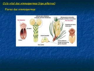 Ciclo vital das ximnospermas (tipo piñeiros)Ciclo vital das ximnospermas (tipo piñeiros)
Flores das ximnospermasFlores das ximnospermas
 