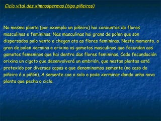 Ciclo vital das ximnospermas (tipo piñeiros)Ciclo vital das ximnospermas (tipo piñeiros)
Na mesma planta (por exemplo un piñeiro) hai conxuntos de flores
masculinas e femininas. Nas masculinas hai grans de polen que son
dispersados polo vento e chegan ata as flores femininas. Neste momento, o
gran de polen xermina e orixina os gametos masculinos que fecundan aos
gametos femeninos que hai dentro das flores femininas. Cada fecundación
orixina un cigoto que desenvolverá un embrión, que nestas plantas está
protexido por diversas capas e que denominamos semente (no caso do
piñeiro é o piñón). A semente cae o solo e pode xerminar dando unha nova
planta que pecha o ciclo.
 