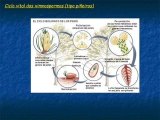 Ciclo vital das ximnospermas (tipo piñeiros)Ciclo vital das ximnospermas (tipo piñeiros)
 