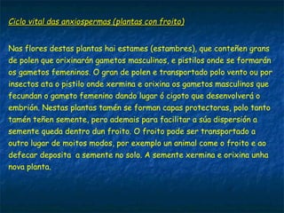 Ciclo vital das anxiospermas (plantas con froito)Ciclo vital das anxiospermas (plantas con froito)
Nas flores destas plantas hai estames (estambres), que conteñen grans
de polen que orixinarán gametos masculinos, e pistilos onde se formarán
os gametos femeninos. O gran de polen e transportado polo vento ou por
insectos ata o pistilo onde xermina e orixina os gametos masculinos que
fecundan o gameto femenino dando lugar ó cigoto que desenvolverá o
embrión. Nestas plantas tamén se forman capas protectoras, polo tanto
tamén teñen semente, pero ademais para facilitar a súa dispersión a
semente queda dentro dun froito. O froito pode ser transportado a
outro lugar de moitos modos, por exemplo un animal come o froito e ao
defecar deposita a semente no solo. A semente xermina e orixina unha
nova planta.
 