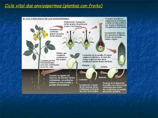Ciclo vital das anxiospermas (plantas con froito)Ciclo vital das anxiospermas (plantas con froito)
 