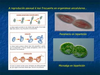 A reprodución asexual é moi frecuente en organismos unicelulares...
Paramecio en bipartición
Microalga en bipartición
 