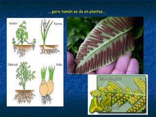 ...,pero tamén se da en plantas...
 