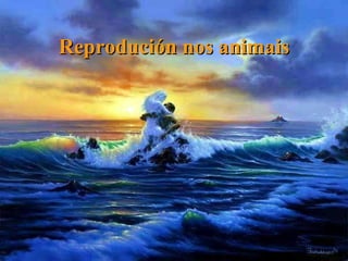 Reprodución nos animais 