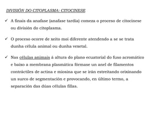 DIVISIÓN DO CITOPLASMA: CITOCINESE
 A finais da anafase (anafase tardía) comeza o proceso de citocinese
ou división do citoplasma.
 O proceso ocorre de xeito moi diferente atendendo a se se trata
dunha célula animal ou dunha vexetal.
 Nas células animais á altura do plano ecuatorial do fuso acromático
e baixo a membrana plasmática fórmase un anel de filamentos
contráctiles de actina e miosina que se irán estreitando orixinando
un surco de segmentación e provocando, en último termo, a
separación das dúas células fillas.
 