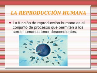 LA REPRODUCCIÓN HUMANA
 La función de reproducción humana es el
conjunto de procesos que permiten a los
seres humanos tener descendientes.
 