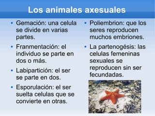 Los animales axesuales
   Gemación: una celula       Poliembrion: que los
    se divide en varias         seres reproducen
    partes.                     muchos embriones.
   Franmentación: el          La partenogésis: las
    individuo se parte en       celulas femeninas
    dos o más.                  sexuales se
   Labipartición: el ser       reproducen sin ser
    se parte en dos.            fecundadas.
   Esporulación: el ser
    suelta celulas que se
    convierte en otras.
 