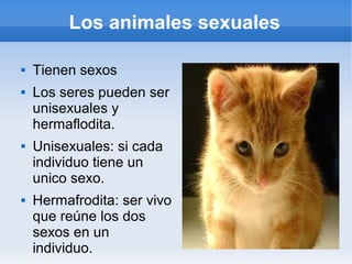 Los animales sexuales

   Tienen sexos
   Los seres pueden ser
    unisexuales y
    hermaflodita.
   Unisexuales: si cada
    individuo tiene un
    unico sexo.
   Hermafrodita: ser vivo
    que reúne los dos
    sexos en un
    individuo.
 