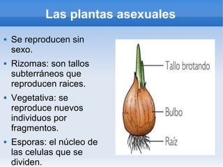 Las plantas asexuales
   Se reproducen sin
    sexo.
   Rizomas: son tallos
    subterráneos que
    reproducen raices.
   Vegetativa: se
    reproduce nuevos
    individuos por
    fragmentos.
   Esporas: el núcleo de
    las celulas que se
    dividen.
 