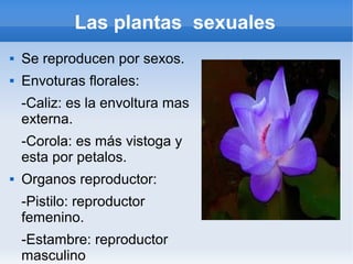 Las plantas sexuales
   Se reproducen por sexos.
   Envoturas florales:
    -Caliz: es la envoltura mas
    externa.
    -Corola: es más vistoga y
    esta por petalos.
   Organos reproductor:
    -Pistilo: reproductor
    femenino.
    -Estambre: reproductor
    masculino
 