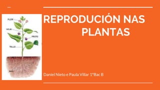 REPRODUCIÓN NAS
PLANTAS
Daniel Nieto e Paula Villar 1ºBac B
 