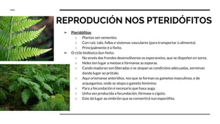 REPRODUCIÓN NOS PTERIDÓFITOS
➢ Pteridófitos:
○ Plantas sen sementes.
○ Con raíz, talo, follas e sistemas vasculares (para transportar o alimento).
○ Principalmente é o fieito.
➢ O ciclo biolóxico dun fieito:
○ No envés das frondes desenvólvense os esporanxios, que se dispoñen en soros.
○ Neles ten lugar a meiose e fórmanse as esporas.
○ Cando maduran son liberadas e se atopan as condicións adecuadas, xerminan
dando lugar ao prótalo.
○ Aquí orixínanse anteridios, nos que se forman os gametos masculinos, e de
arquegonios, onde se atopa o gameto feminino.
○ Para a fecundación é necesario que haxa auga.
○ Unha vez producida a fecundación, fórmase o cigoto.
○ Este dá lugar ao embrión que se convertirá nun esporófito.
 
