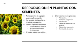 REPRODUCIÓN EN PLANTAS CON
SEMENTES
★ Non dependen da auga para
alcanzar a fecundación.
★ No seu ciclo biolóxico hai un
dominio do esporófito.
★ Os máis representativos son:
○ Coniferófitos ou Coníferas.
○ Anxiospermatófitos ou
Anxiospermas.
★ A flor é o órgano reprodutor.
★ Diferéncianse varios procesos:
○ Polinización.
○ Formación dos gametos.
○ Fecundación.
○ Formación do embrión e da
semente.
○ A dispersión da semente.
○ Xerminación da mesma.
 