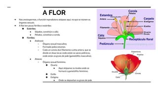 A FLOR
➔ Nas anxiospermas, a función reprodutora atópase aquí, no que se reúnen os
órganos sexuais.
➔ A flor ten pezas fértiles e estériles:
◆ Estériles:
● Sépalos, constitúe o cáliz.
● Pétalos, constitúe a corola.
◆ Fértiles:
● Androceo
○ Órgano sexual masculino.
○ Formado polos estames.
○ Cada un consta dun filamento cunha antera, que se
divide en dúas tecas onde están os sacos polínicos,
onde están os grans de pole (gametófito masculino).
● Xineceo
○ Órgano sexual feminino.
◆ Ovario
● Aquí atópanse os óvulos onde se
formará o gametófito feminino.
◆ Estilo
◆ Estigma
● Onde se depositan os grans de pole
 