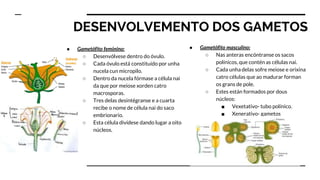 DESENVOLVEMENTO DOS GAMETOS
● Gametófito feminino:
○ Desenvólvese dentro do óvulo.
○ Cada óvulo está constituído por unha
nucela cun micropilo.
○ Dentro da nucela fórmase a célula nai
da que por meiose xorden catro
macrosporas.
○ Tres delas desintégranse e a cuarta
recibe o nome de célula nai do saco
embrionario.
○ Esta célula divídese dando lugar a oito
núcleos.
● Gametófito masculino:
○ Nas anteras encóntranse os sacos
polínicos, que contén as células nai.
○ Cada unha delas sofre meiose e orixina
catro células que ao madurar forman
os grans de pole.
○ Estes están formados por dous
núcleos:
■ Vexetativo- tubo polínico.
■ Xenerativo- gametos
masculinos.
 