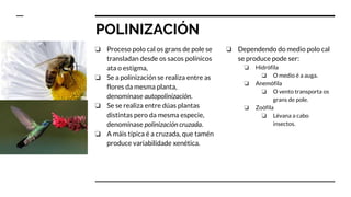 POLINIZACIÓN
❏ Proceso polo cal os grans de pole se
transladan desde os sacos polínicos
ata o estigma,
❏ Se a polinización se realiza entre as
flores da mesma planta,
denomínase autopolinización.
❏ Se se realiza entre dúas plantas
distintas pero da mesma especie,
denomínase polinización cruzada.
❏ A máis típica é a cruzada, que tamén
produce variabilidade xenética.
❏ Dependendo do medio polo cal
se produce pode ser:
❏ Hidrófila
❏ O medio é a auga.
❏ Anemófila
❏ O vento transporta os
grans de pole.
❏ Zoófila
❏ Lévana a cabo
insectos.
 